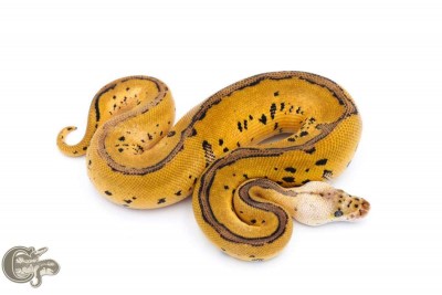 animal image