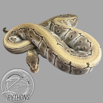 animal image