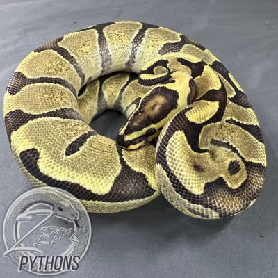 animal image
