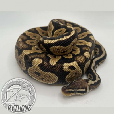 animal image