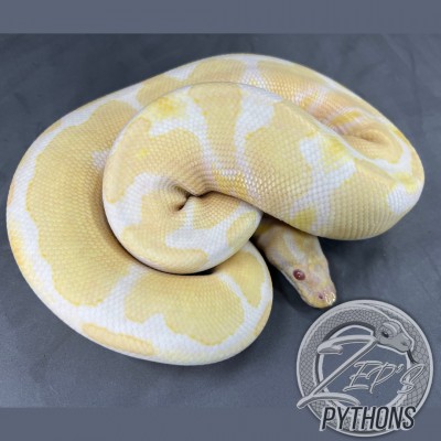 animal image