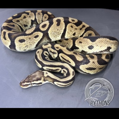 animal image