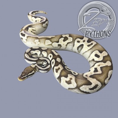 animal image