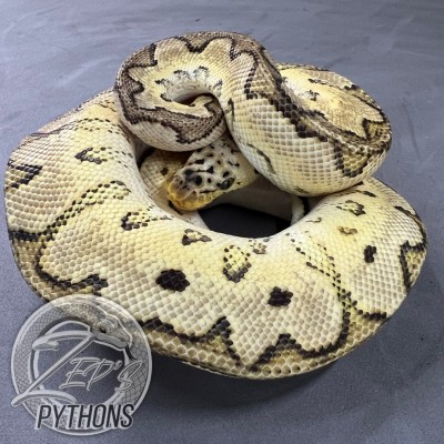 animal image
