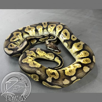 animal image