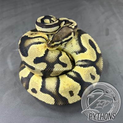 animal image