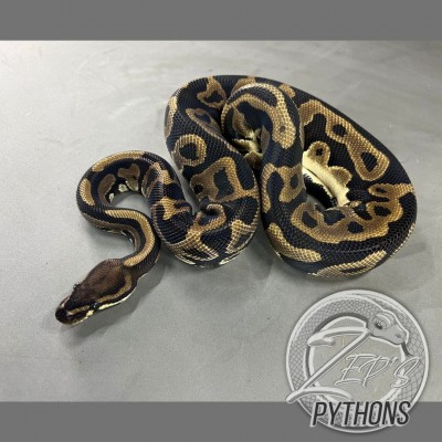 animal image