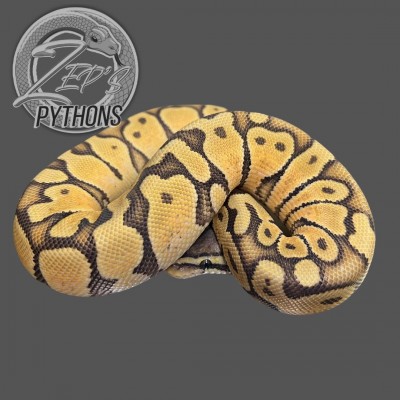 animal image