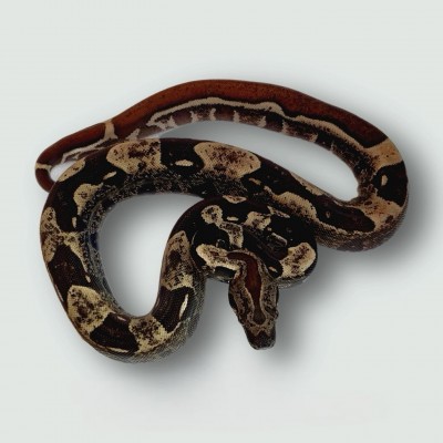 animal image