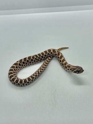 animal image