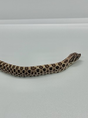 animal image