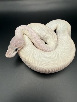 animal image