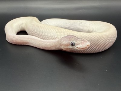 animal image