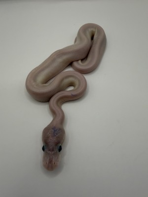 animal image