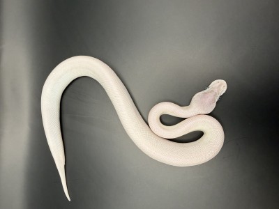 animal image