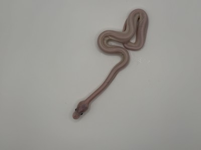 animal image
