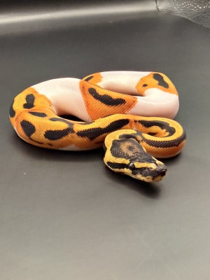 animal image