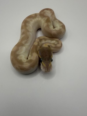animal image