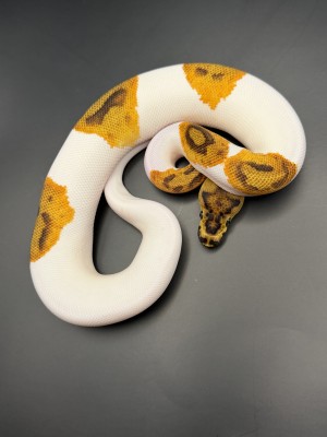 animal image