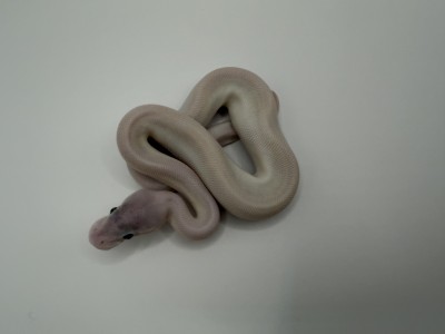 animal image