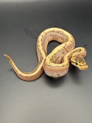 animal image