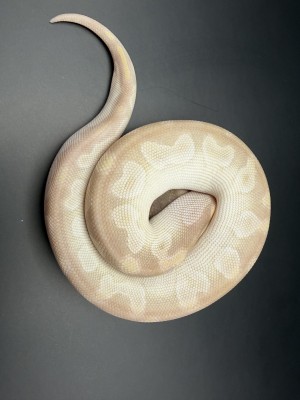 animal image