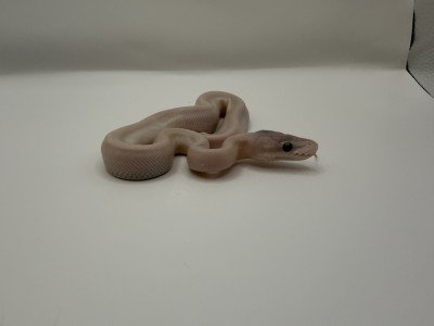 animal image