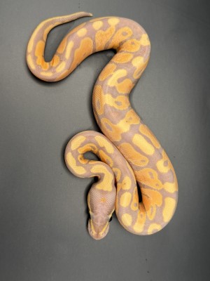 animal image