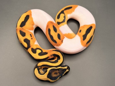 animal image