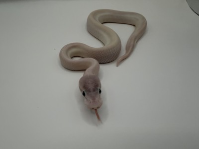 animal image