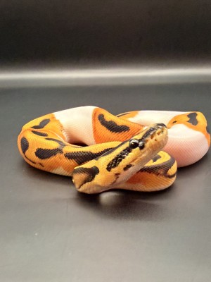animal image