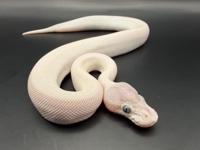 animal image