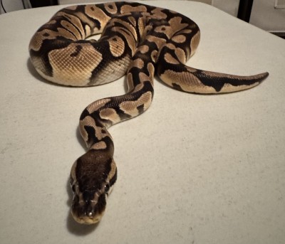 animal image