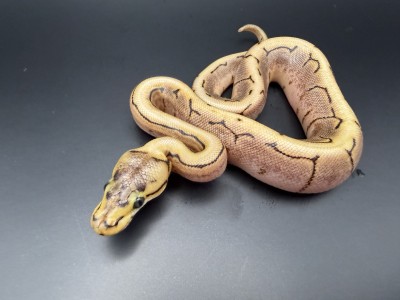 animal image