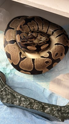 animal image