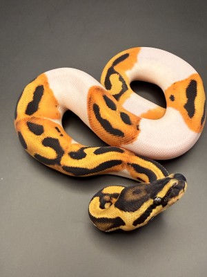 animal image
