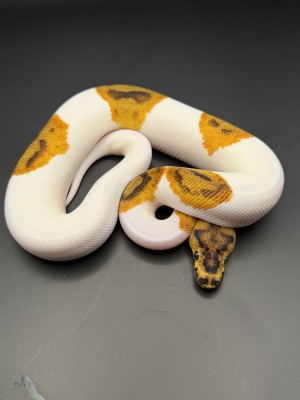 animal image