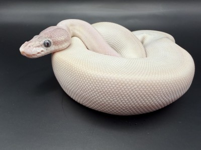animal image