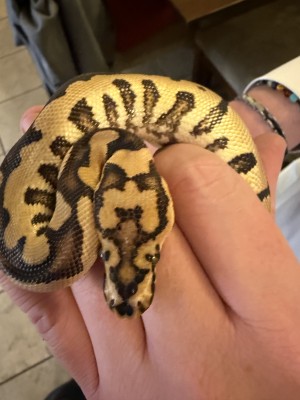 animal image
