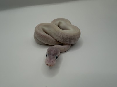 animal image