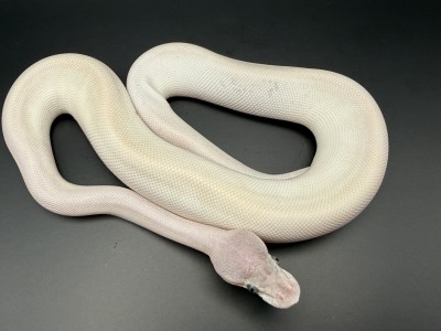 animal image