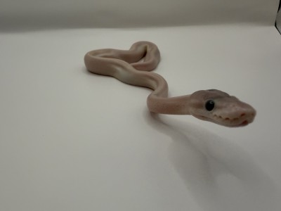 animal image