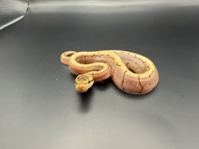 animal image