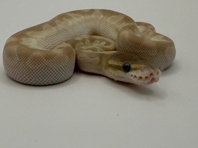 animal image