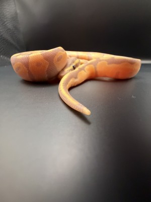 animal image