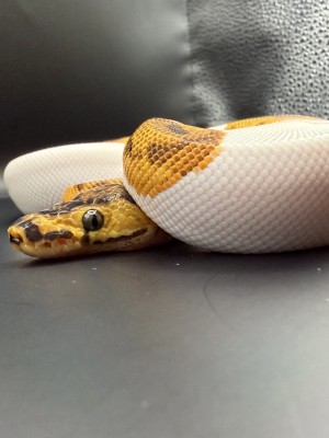 animal image