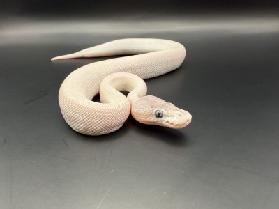 animal image