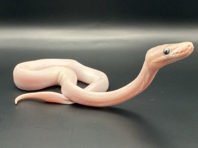 animal image