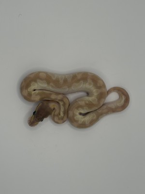 animal image