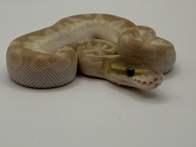 animal image
